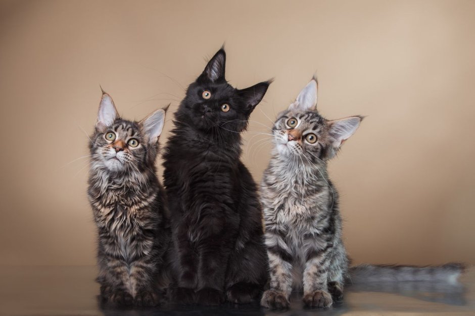 Персидские коты