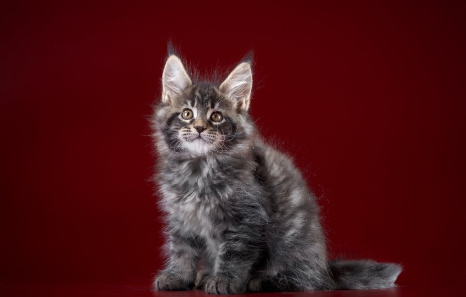 Серый Мейн кун котенок