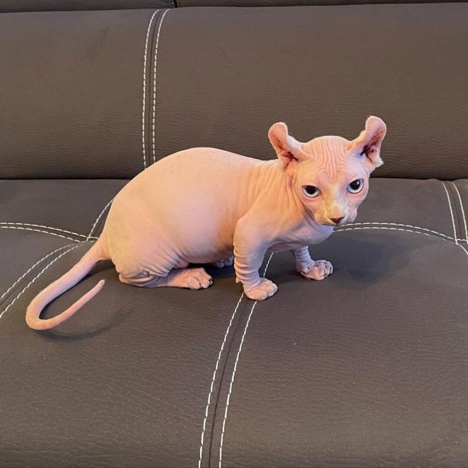 Кошки сфинксы Бамбино