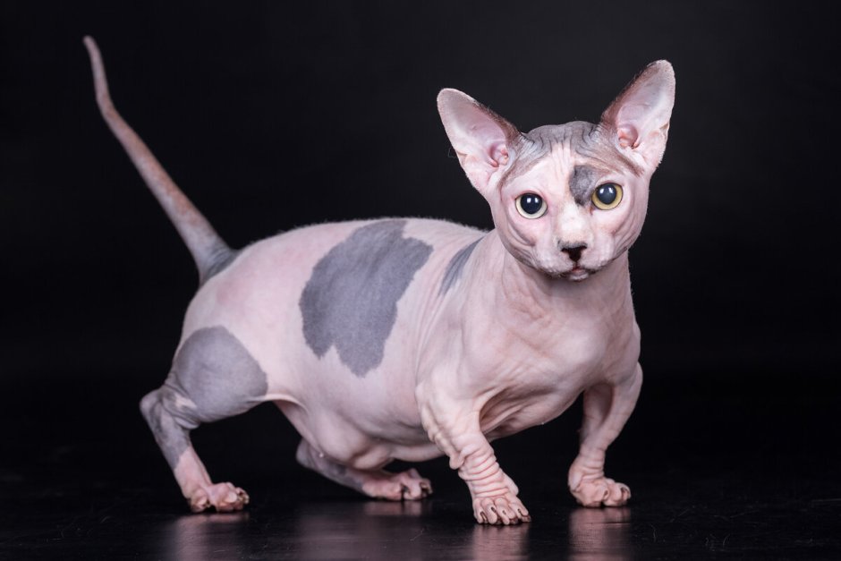 Кошки сфинксы Бамбино