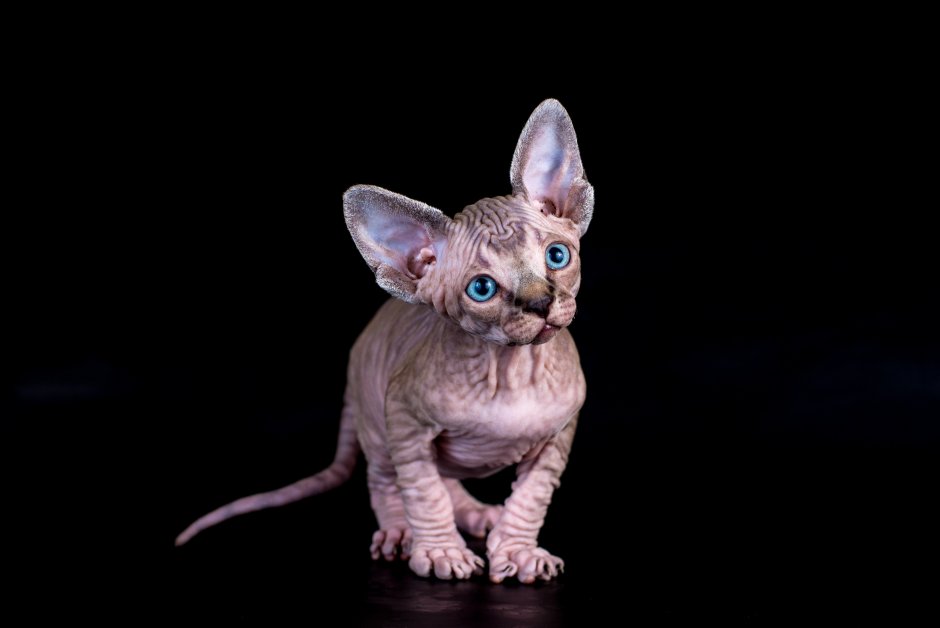 Сфинкс котенок
