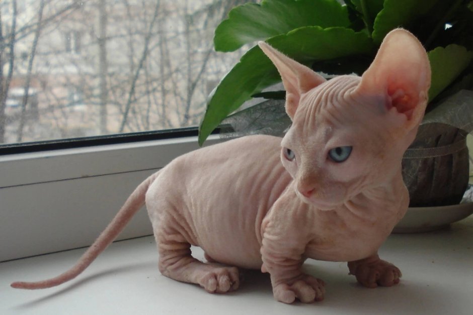 Донской сфинкс котята