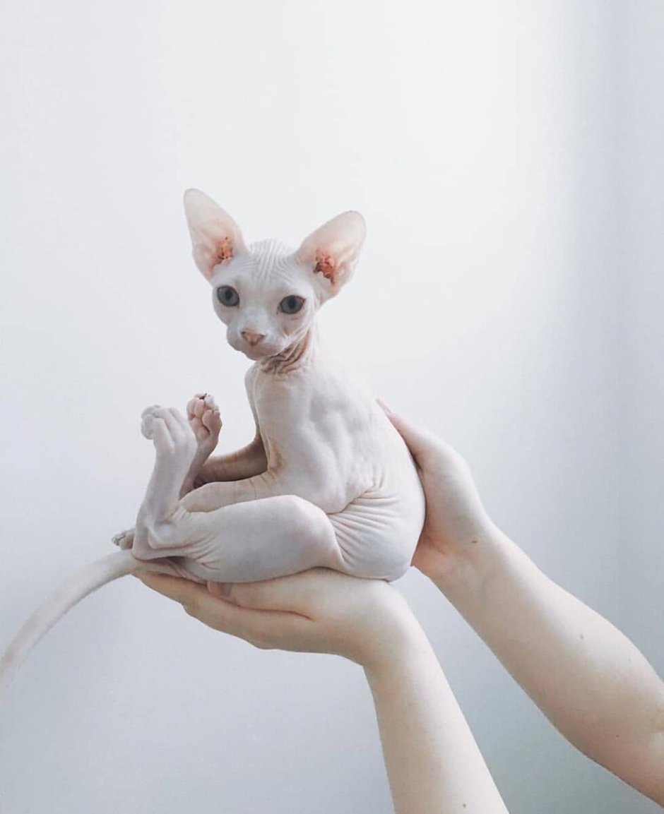 Канадский сфинкс кот