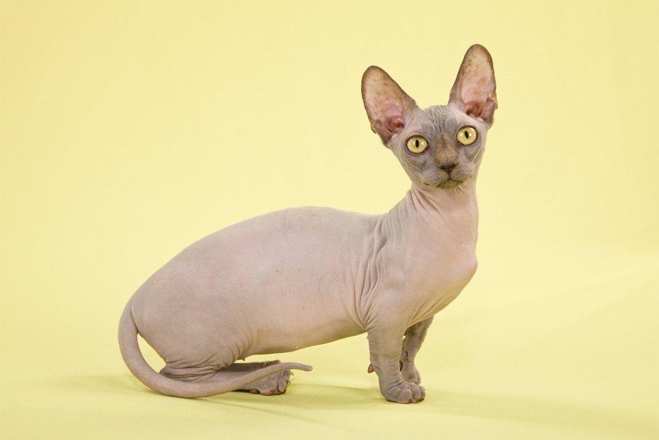 Кошка сфинкс Минскин