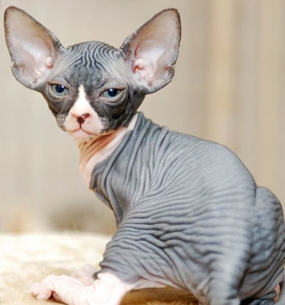 Минскин кошка