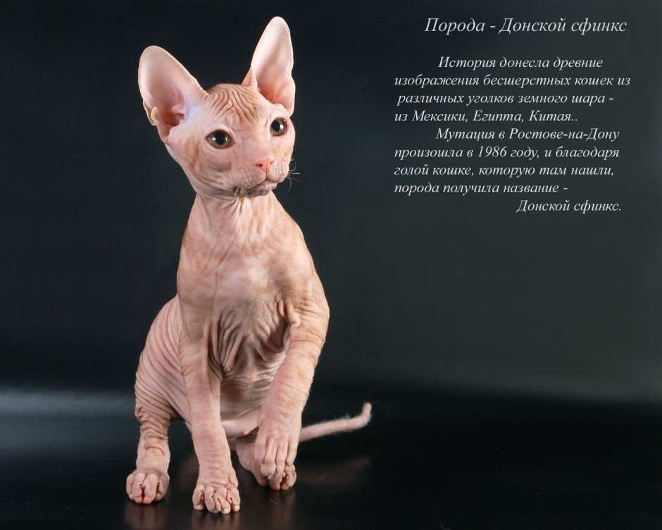 Донской сфинкс Варвара