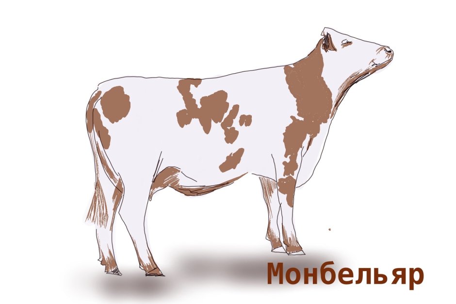 Молочная корова