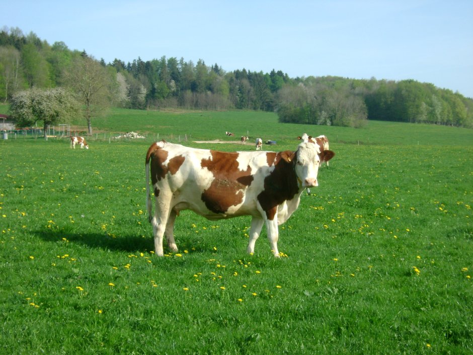 File Cow 2011 Wikimedia Commons