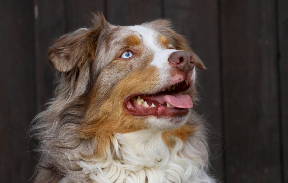 Австралийская овчарка Red Merle