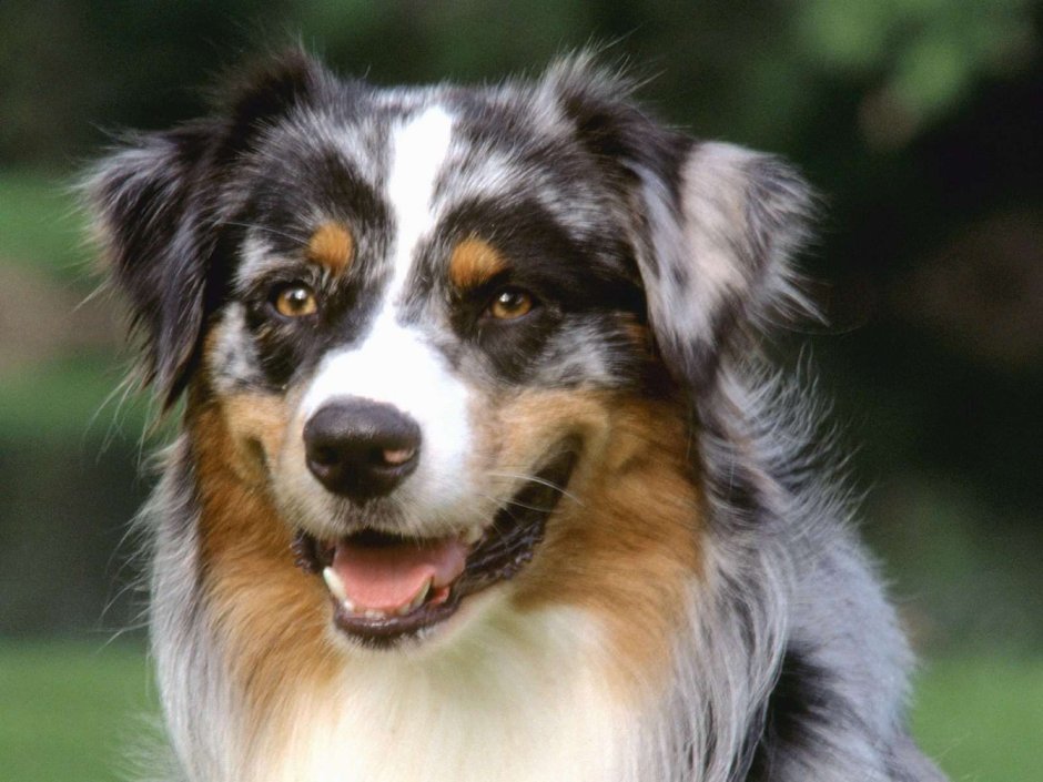 Австралийская овчарка / Australian Shepherd