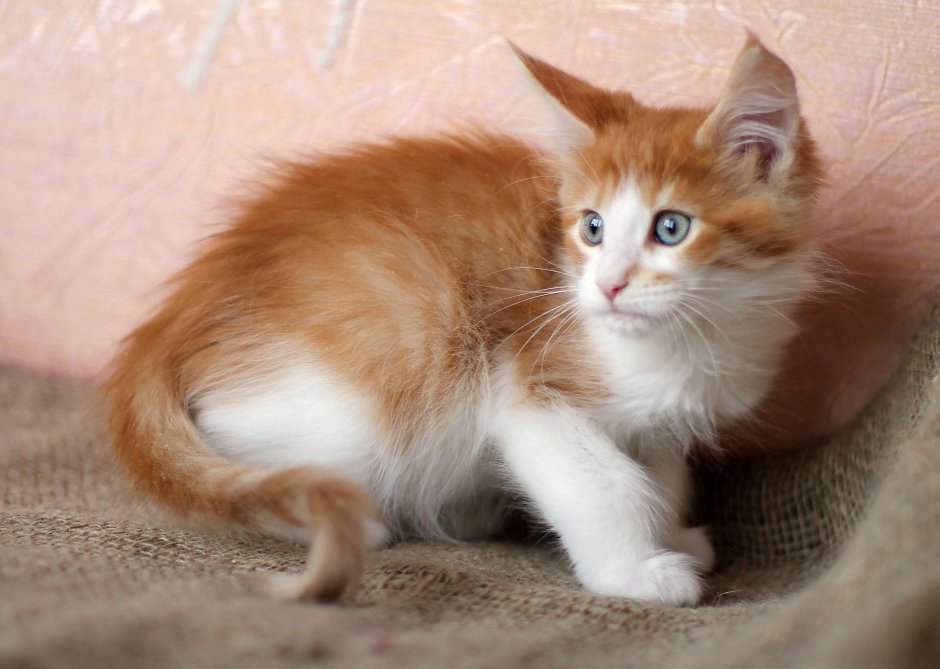 Мейн кун рыжий котенок