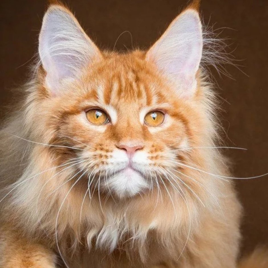 Коты мейкуны