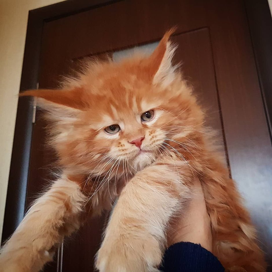 Мейн кун рыжий с белым