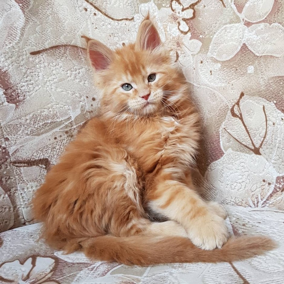 Рыжий Мейн кун 1,5 месяца