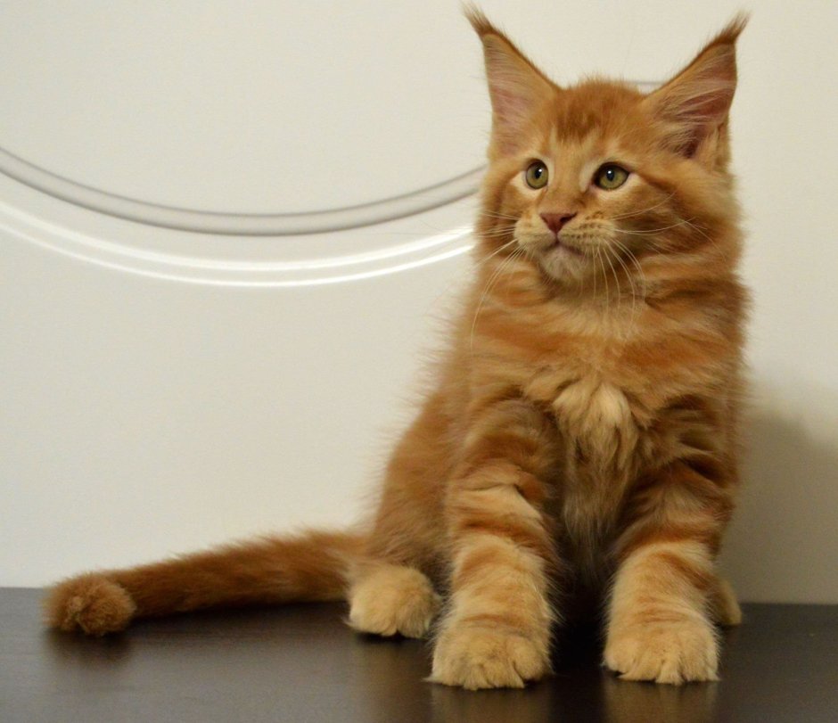 Рыжий Мейн кун мальчик котенок