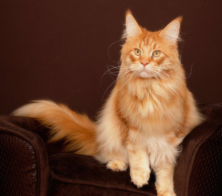 Коты Мейн кун