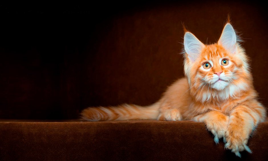 Коты Мейн кун