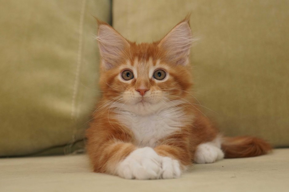 Кот Мейн кун рыжий с белым