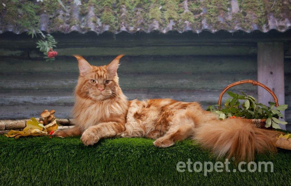 Мейн кун Жерар