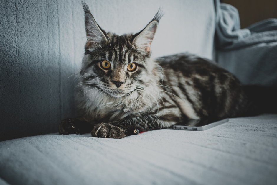 Кот Мейн кун серый