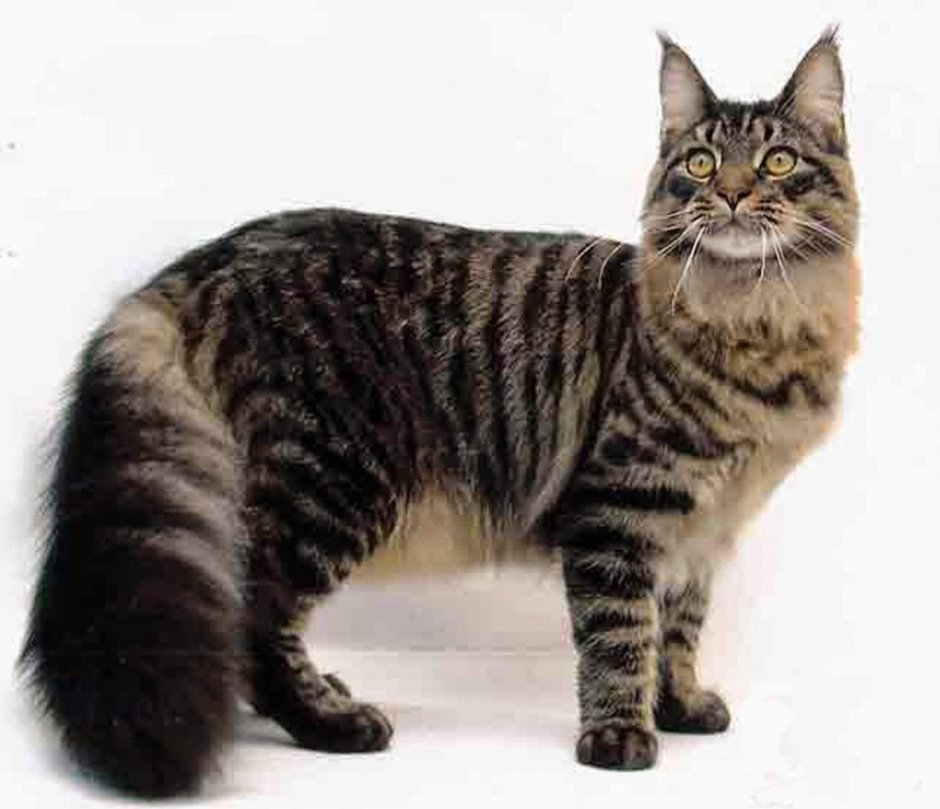Мейнкун кот