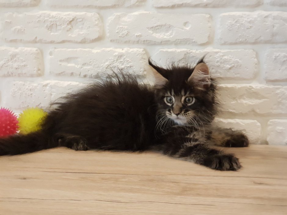 Coon Kitten слив