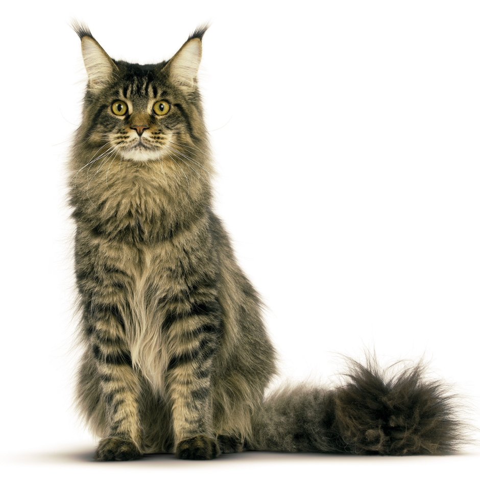 Котята породы Мейн кун