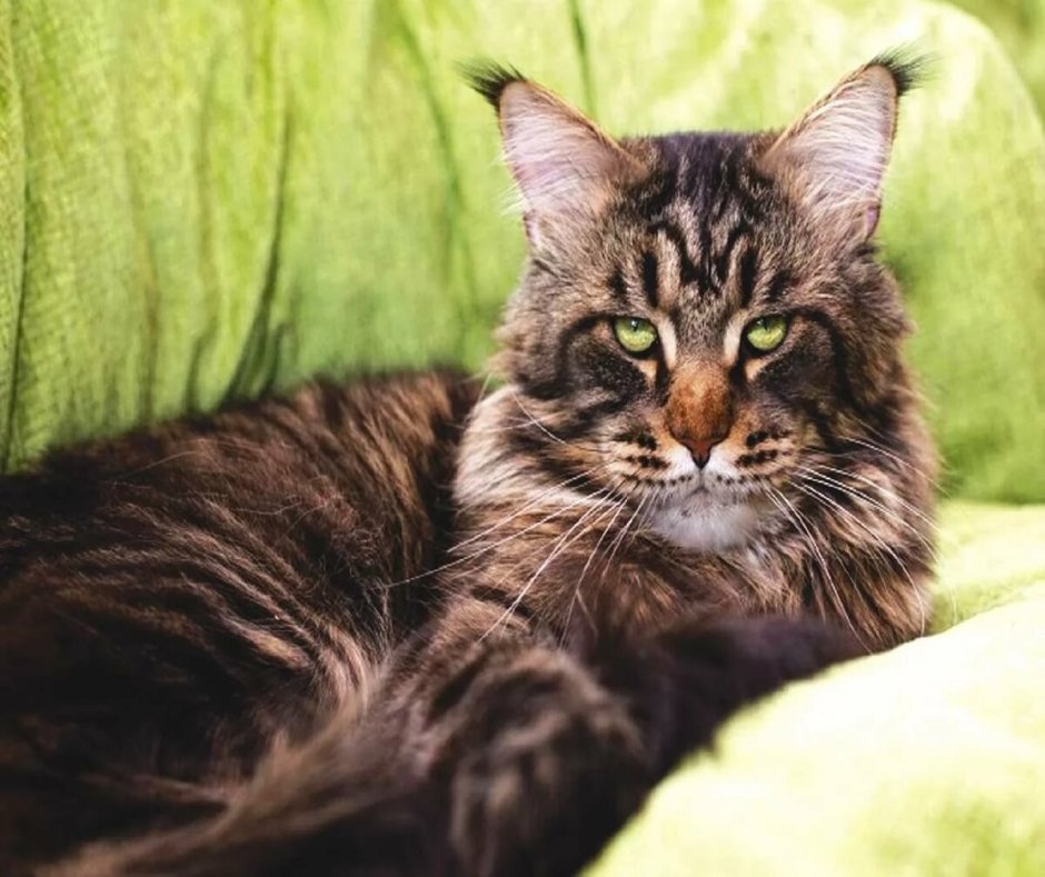 Коты Мейн кун Лесной окрас