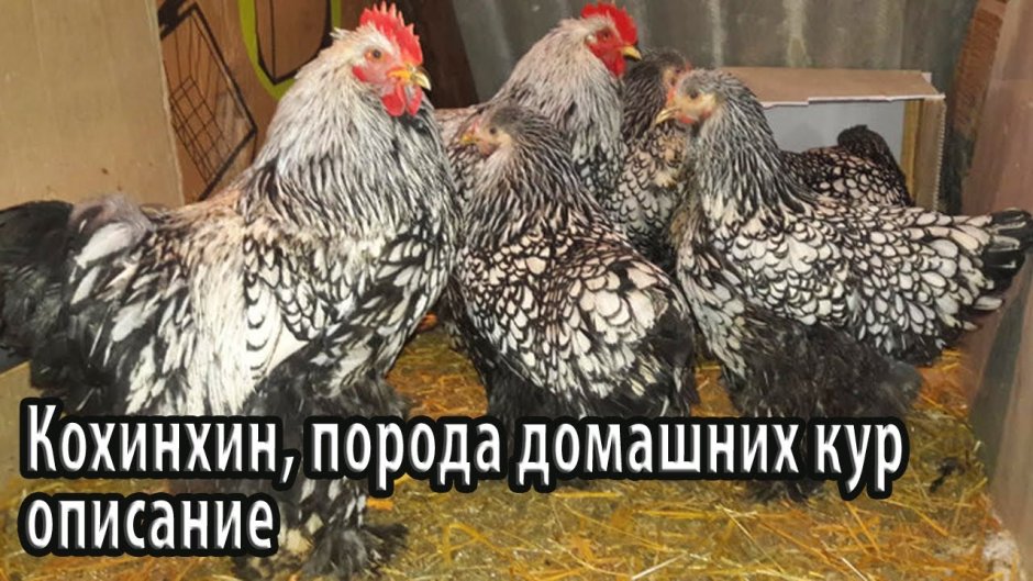 Кохинхин серебристо окаймленный
