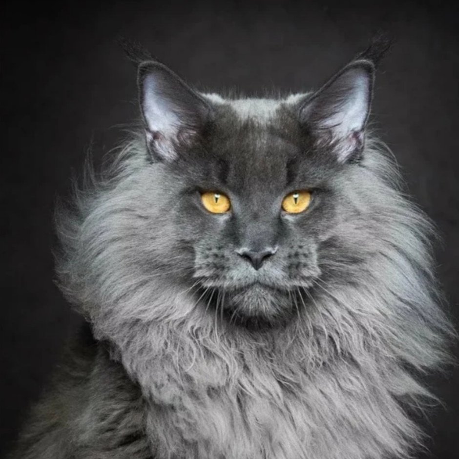 Сидящий кот Мейн кун