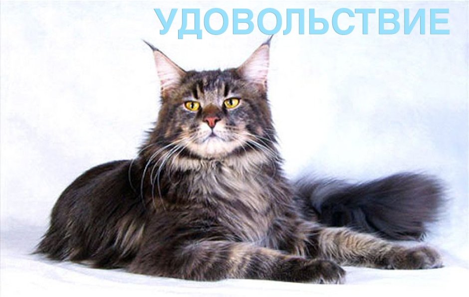 Мейн кун Мисси