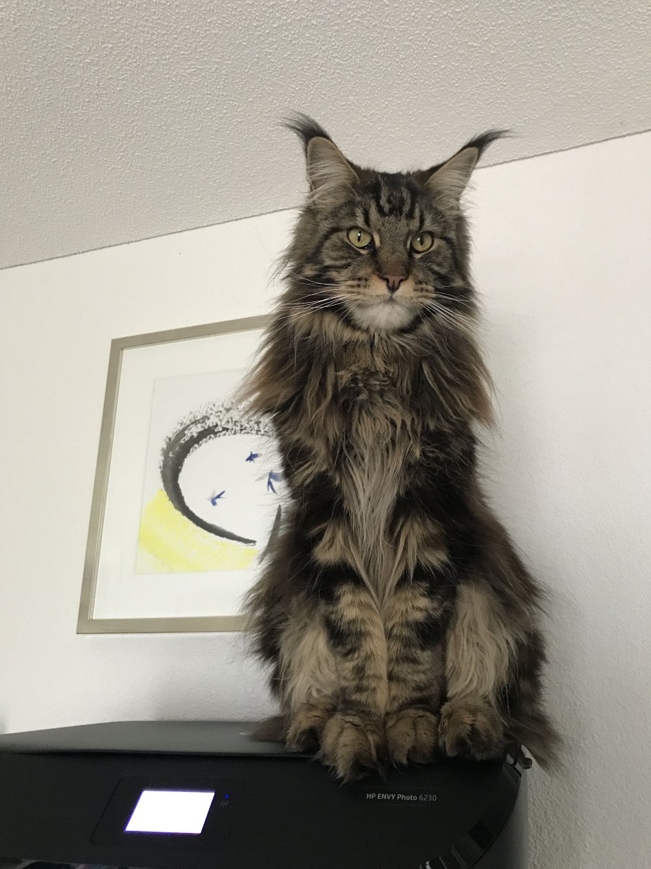 Перлман и кот Мейн кун