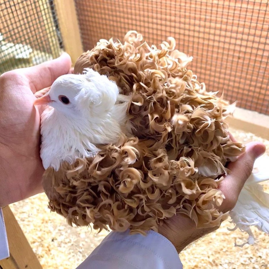 Кучерявые куры