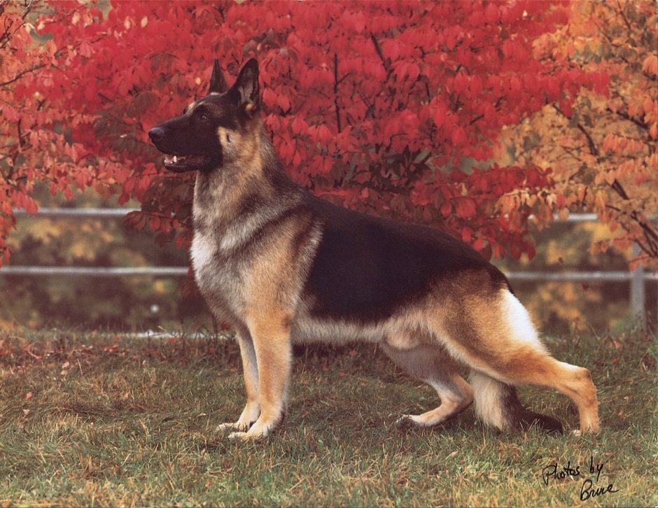 Pure Dog