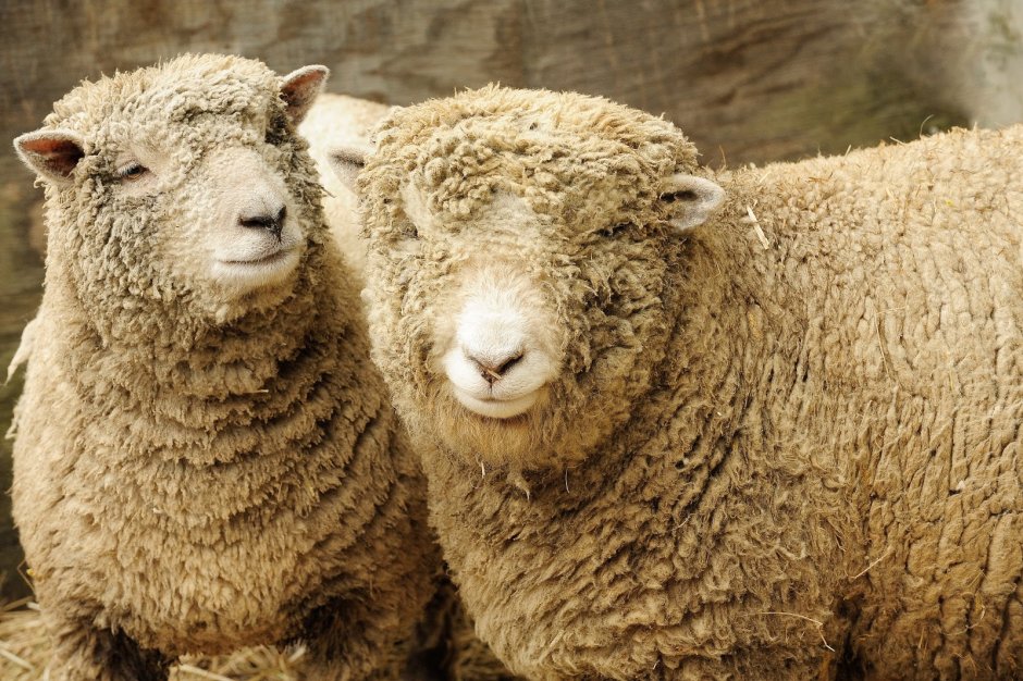 Southdown Sheep