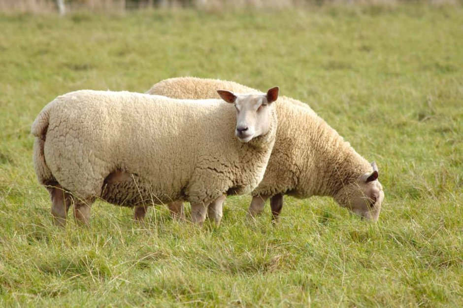 Charollais Sheep