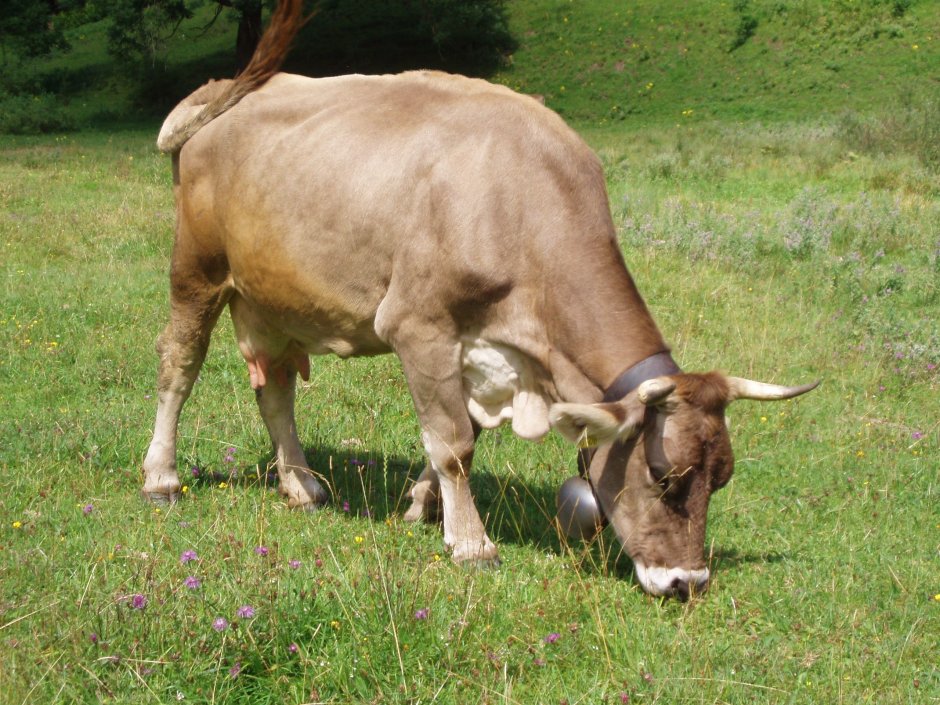 Braunvieh Cattle