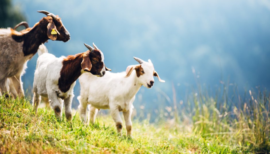 To get one’s Goat