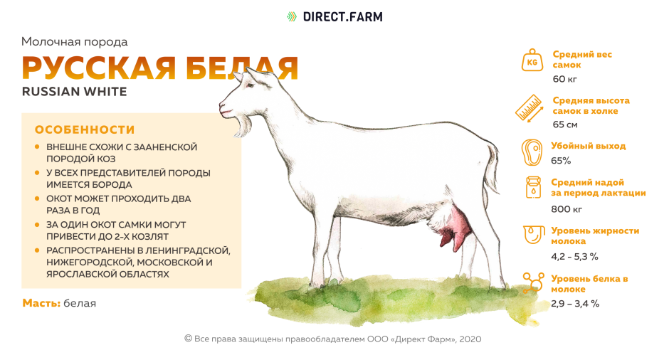 Молочная продуктивность коз
