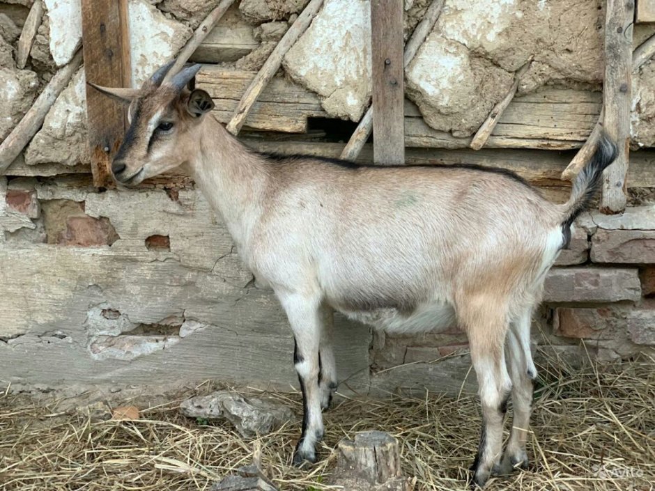 Высокогорная Альпийская коза