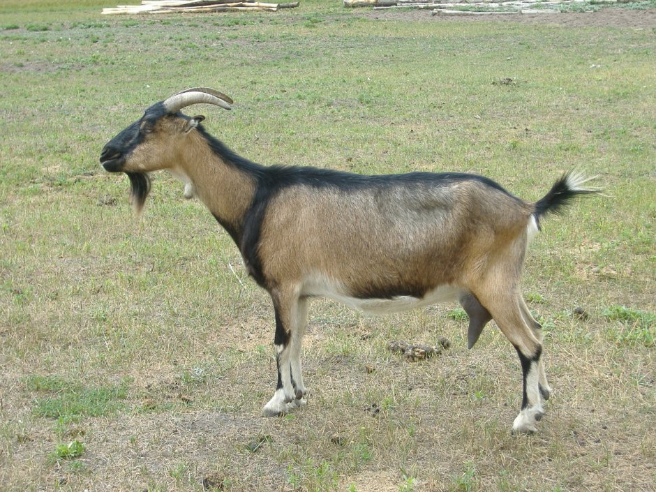 Heleb kecisi