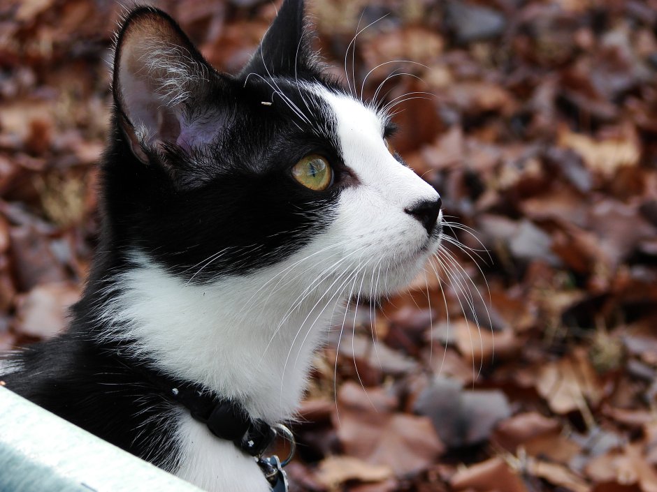 Tuxedo кот