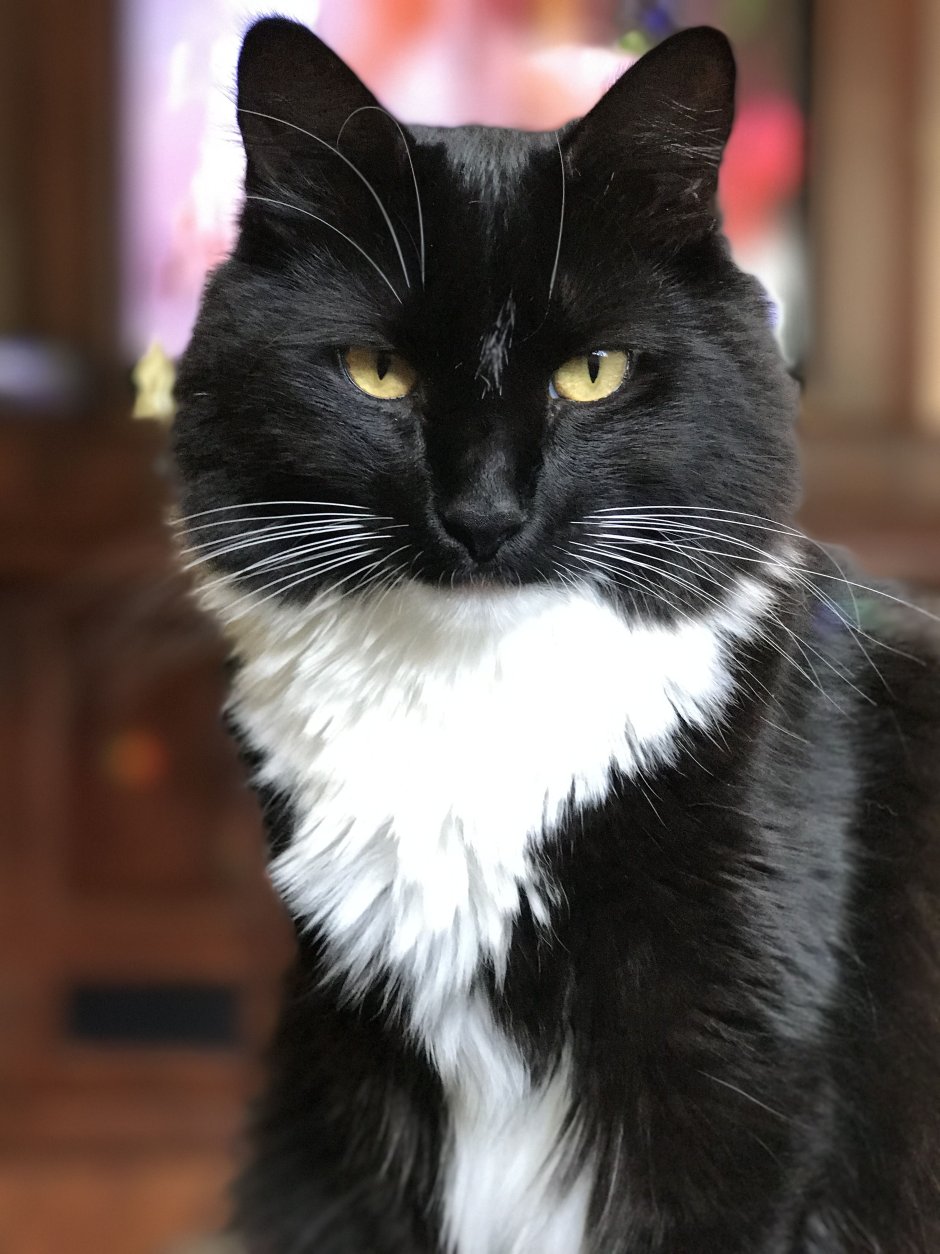Кошка тукседо