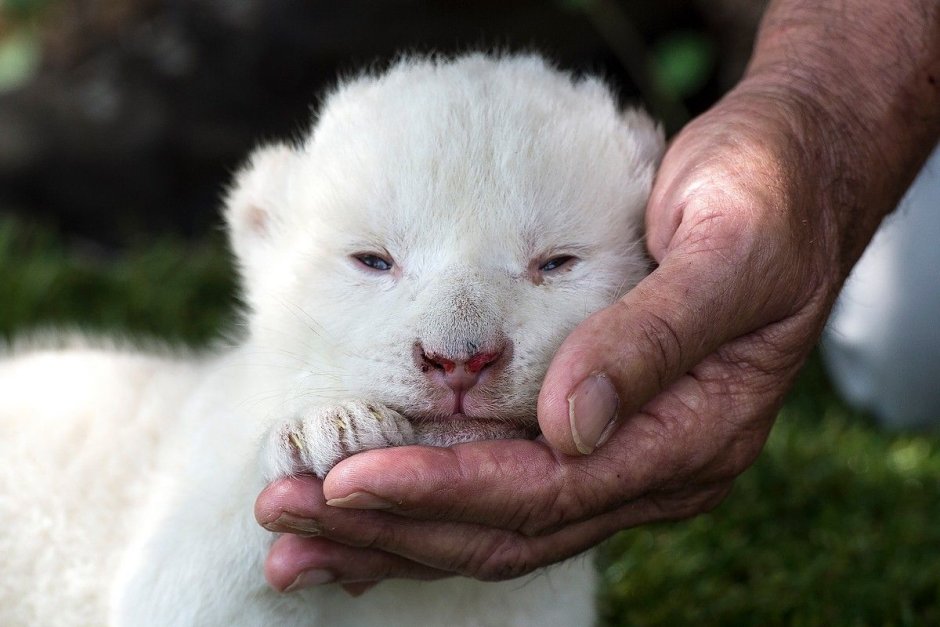 Коала альбинос