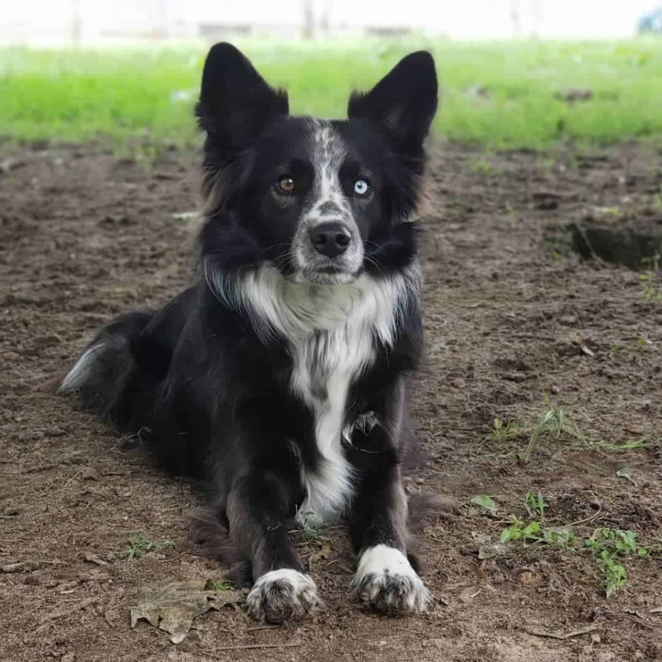 Australian-Shepherd/Collie Mix