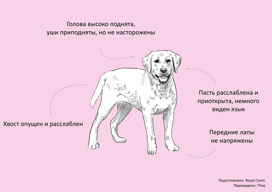 Собаки понимают человеческую речь