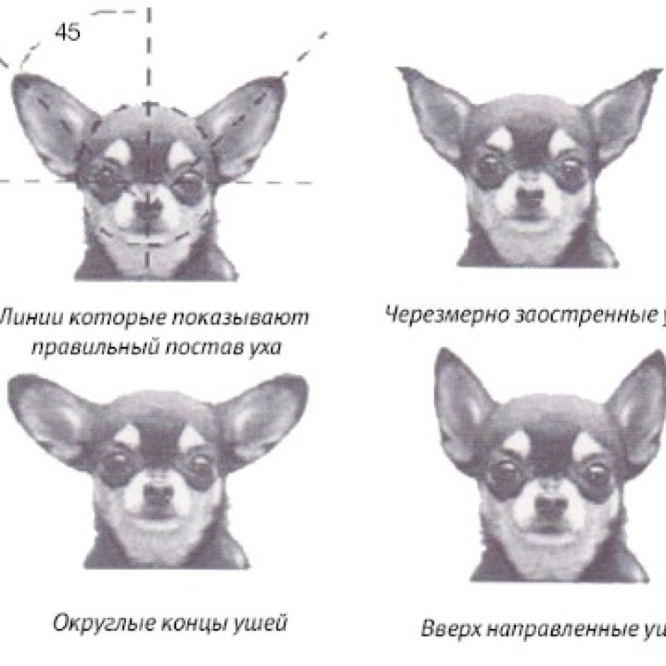 Чихуа 2 месяца стандарт породы