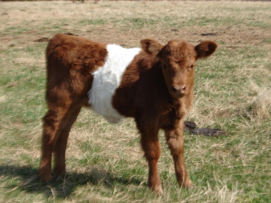 Опоясанные коровы Галлоуэй (Belted Galloway Cows) скрещены