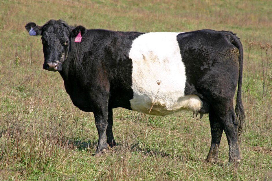 BUELINGO Breed