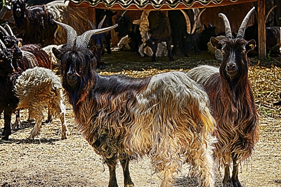 Андалузская коза